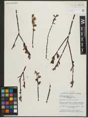 Foto von Salix pedicellaris Pursh